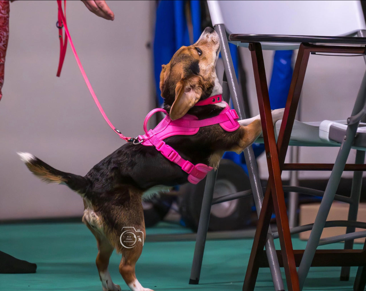 Introduction to Nosework