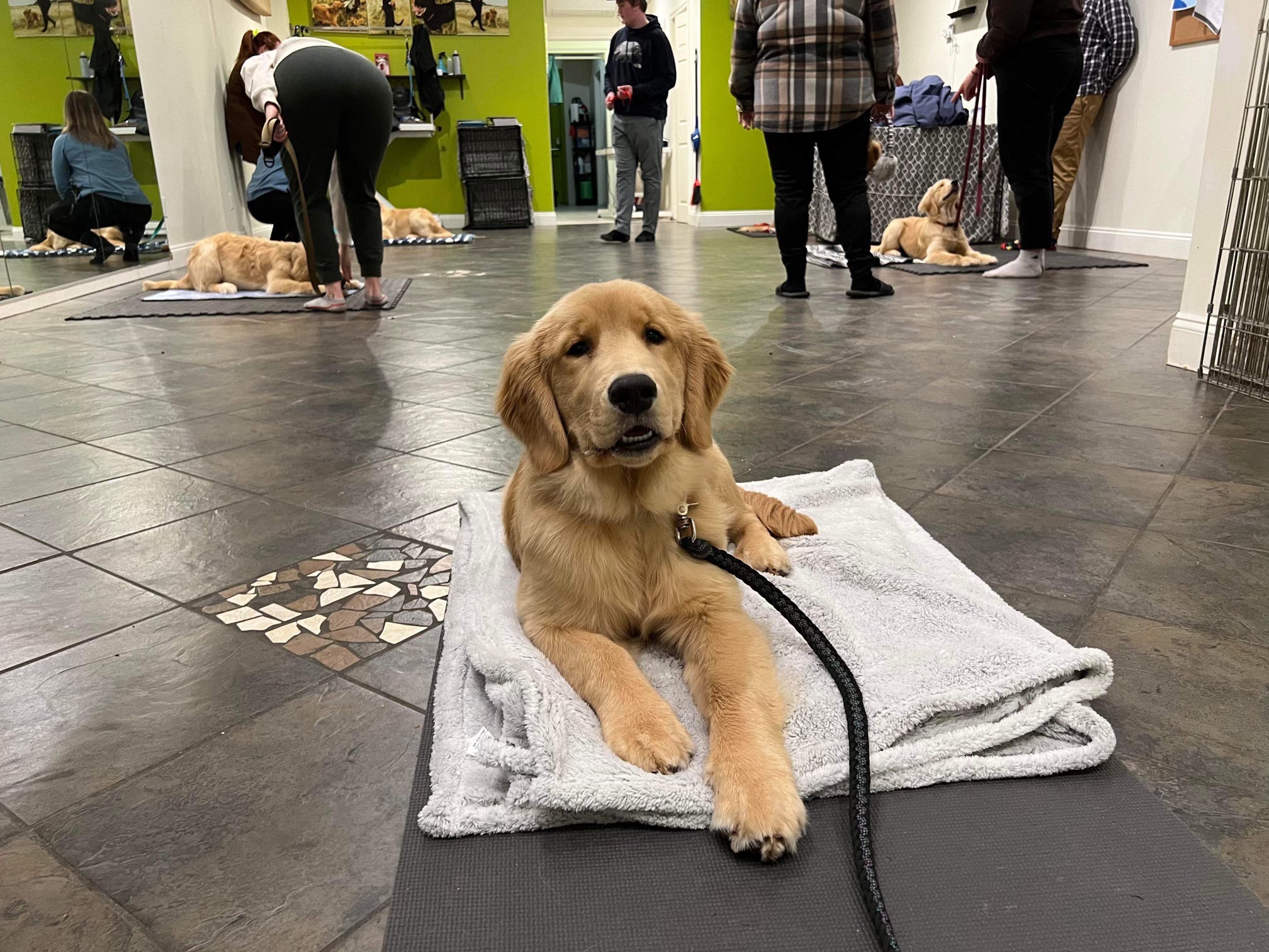 Puppy Manners - Thursday’s @ 7:15pm