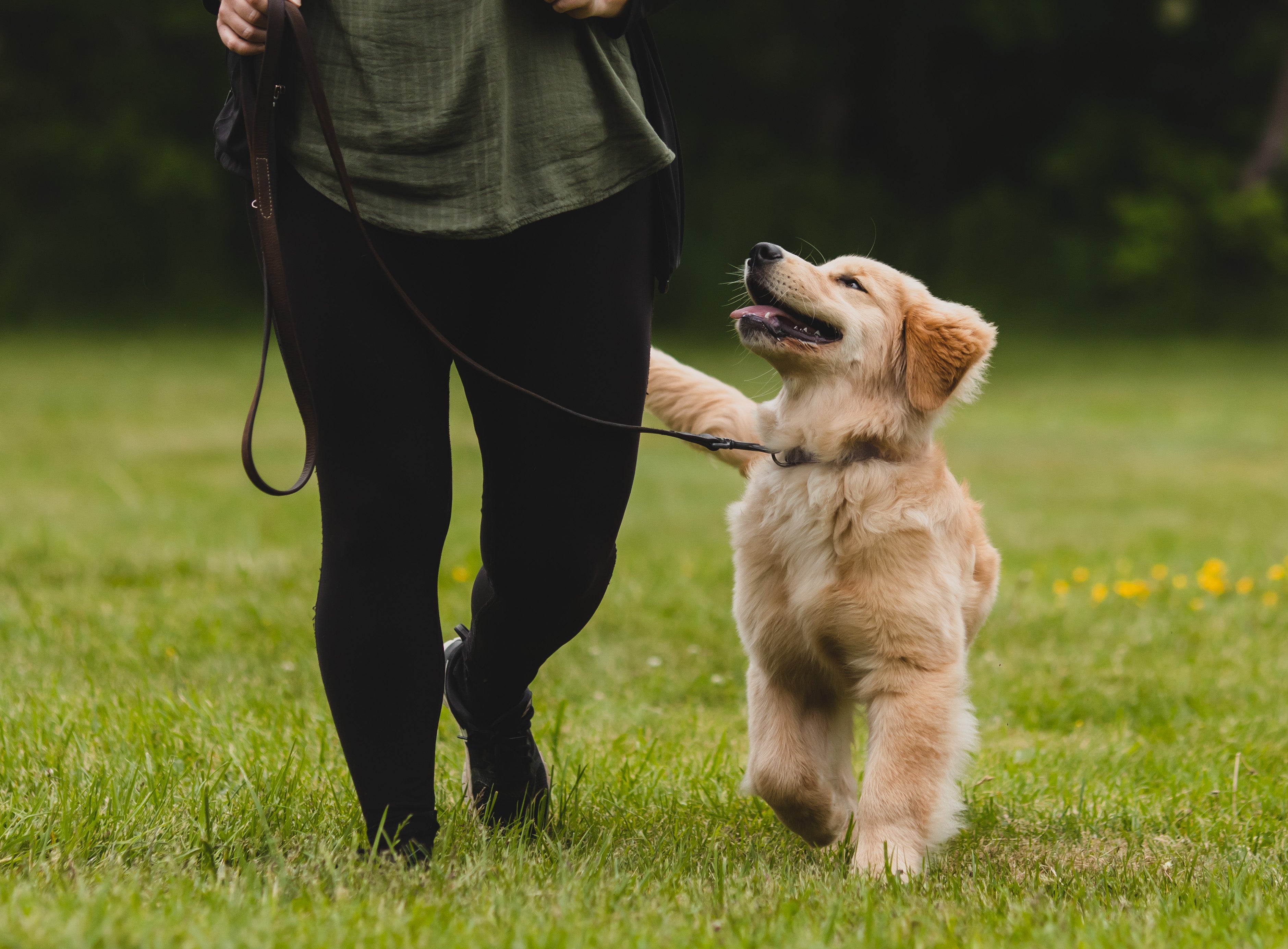 Puppy Manners - Thursdays at 6pm