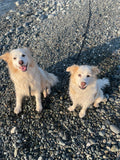 Basic Obedience - Wednesdays @ 7:15pm with Chloe