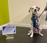 Puppy Manners - Tuesdays @ 5:45pm with Chloe