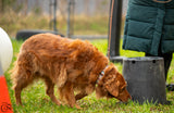 Scent Detection Private Lessons