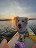 Puppy Manners - Tuesdays @ 5:45pm with Chloe