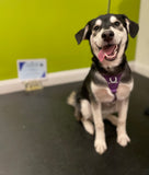 Teenage Tyrants - Tuesdays @ 7:15pm with Chloe