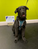 Puppy Manners - Tuesdays @ 5:45pm with Chloe