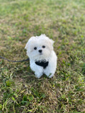 Puppy Class - Tuesday’s at 6pm