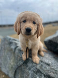 Puppy Manners and Socialization